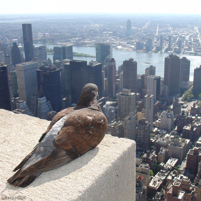 pigeon-cherche-prochaine-cible