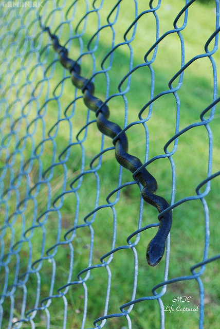 serpent-grillage