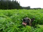 chien-champ-cannabis