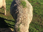 herbe-pousse-mouton