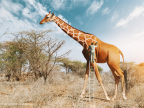 peindre-taches-girafe