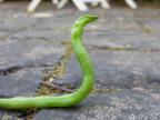 haricot-vert-serpent