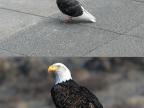 pigeon-aigle
