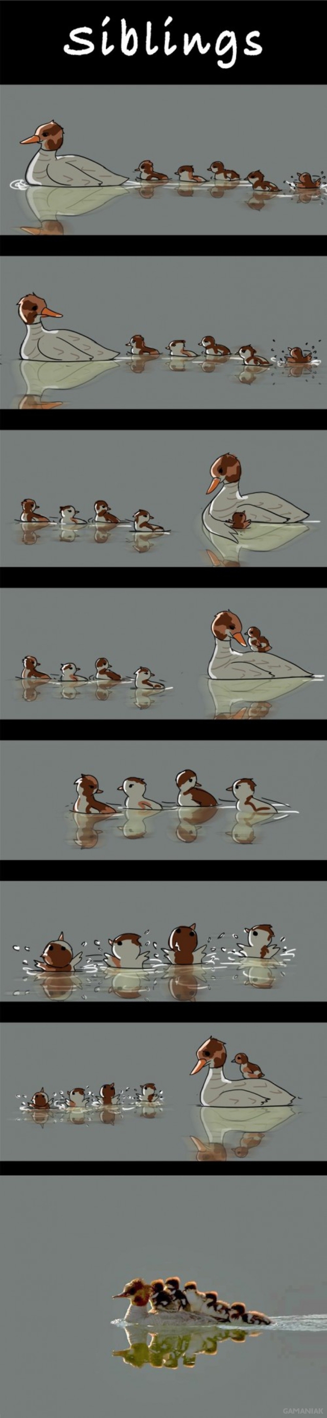 jalousie-freres-soeurs-illustree-canards