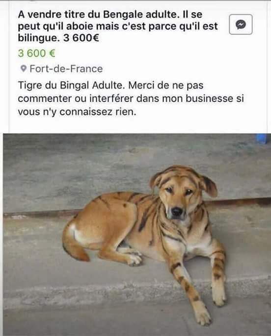 a-vendre-tigre-bengale-bilingue