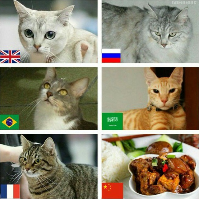 chats-differents-pays
