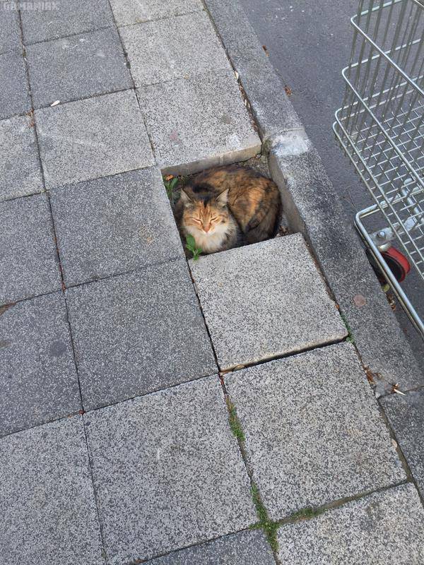 emplacement-reve-pour-chat