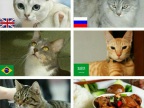 chats-differents-pays