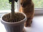 cure-dents-empecher-chat-toucher-terre