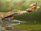 grenouille-sur-gueule-crocodile