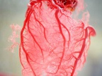 vaisseaux-sanguins-coeur