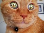 chat-univers-dans-les-yeux