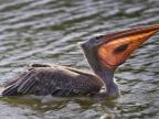 poisson-poche-bec-pelican