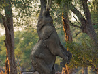 elephant-sur-2-pattes-manger-arbre