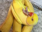 perruche-jaune-bananes