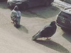 2-pigeons-chercher-voiture-parking