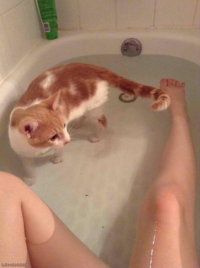 chat-prend-bain-maitresse