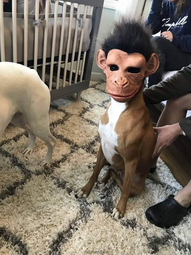chien-masque-singe