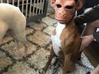 chien-masque-singe