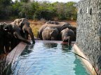 elephants-boire-eau-piscine-homme