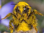 abeille-couverte-pollen