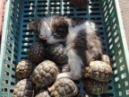chaton-tortues-dormir-ensemble