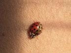 coccinelle-rouge-or