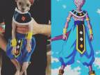 chat-cosplay-beerus