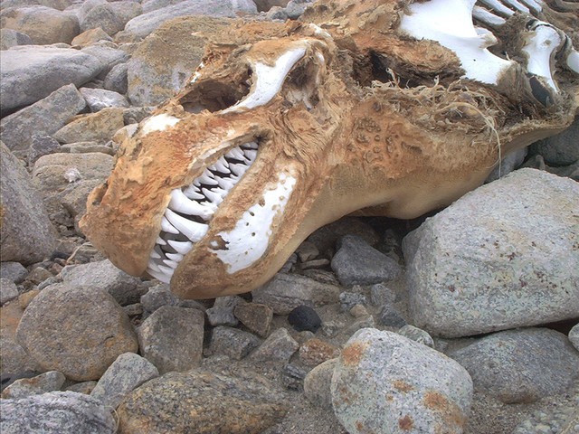Crâne d'un léopard mort crane-leopard-mort