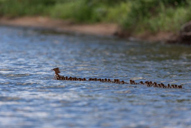 Une maman canard et ses dizaines de canetons maman-canard-dizaines-canetons