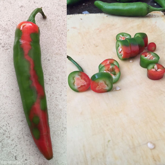 Un piment bi-couleur, rouge et vert piment-bicouleur-rouge-vert