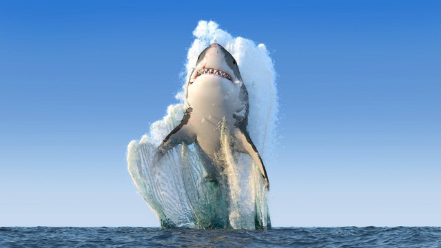 Requin qui saute hors de l'eau requin-saute-hors-eau