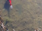 grenouille-sur-poisson-rouge