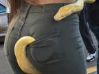 serpent-autour-taille