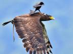 corbeau-aigle-vol