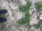 plantes-pousse-enterre-chat