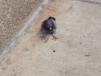 pigeon-assis