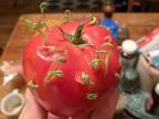 graines-pousse-interieur-tomate