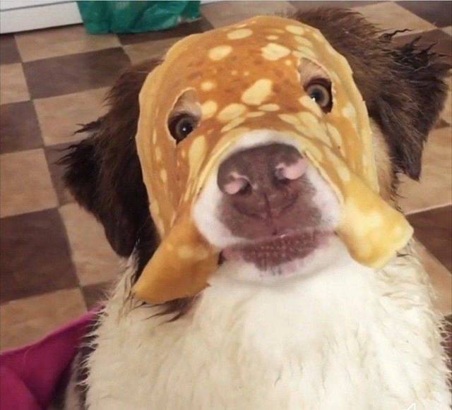 chien-crepe-visage