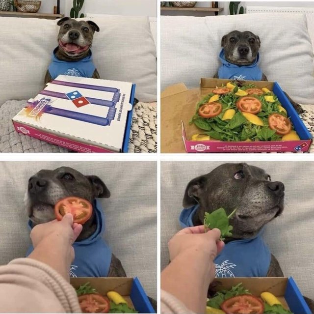 chien-piege-pizza