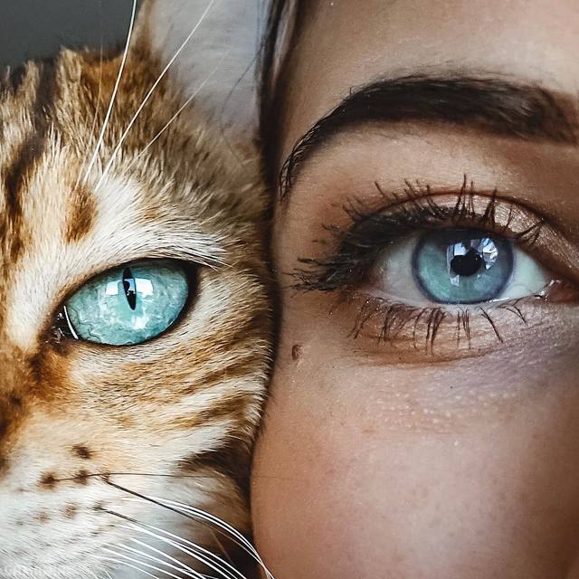 yeux-bleus-chat-femme
