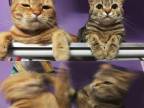 deux-chats-calmes-bagarrent