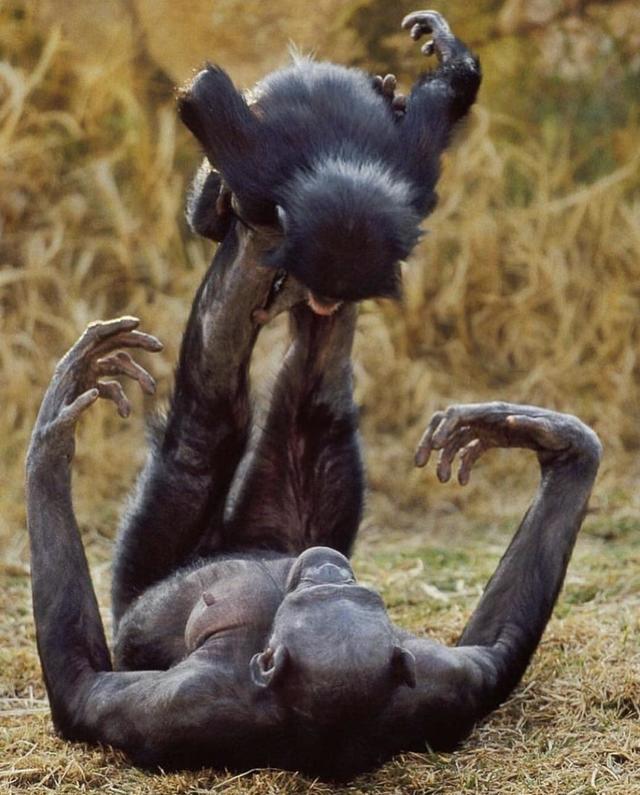 maman-chimpanzee-joue-enfant-pieds