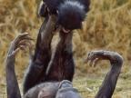 maman-chimpanzee-joue-enfant-pieds