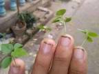 ongles-sales-plantes