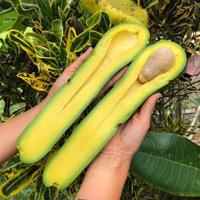 avocat-tres-long
