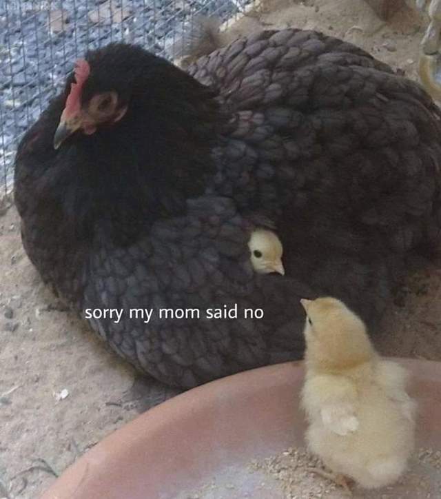 poule-poussin-sorry-mom-said-no