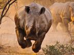 rhinoceros-charge