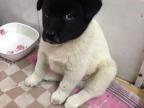 chien-tete-noire-corps-blanc