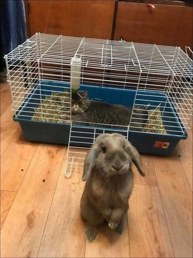 chat-vole-cage-lapin